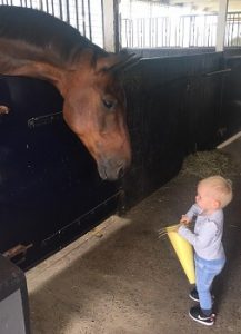 Communiceren met paarden